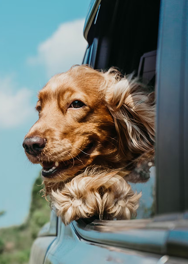 A brown dog with long fur leans out of a car window, wind blowing through its hair, with a blue sky in the background.